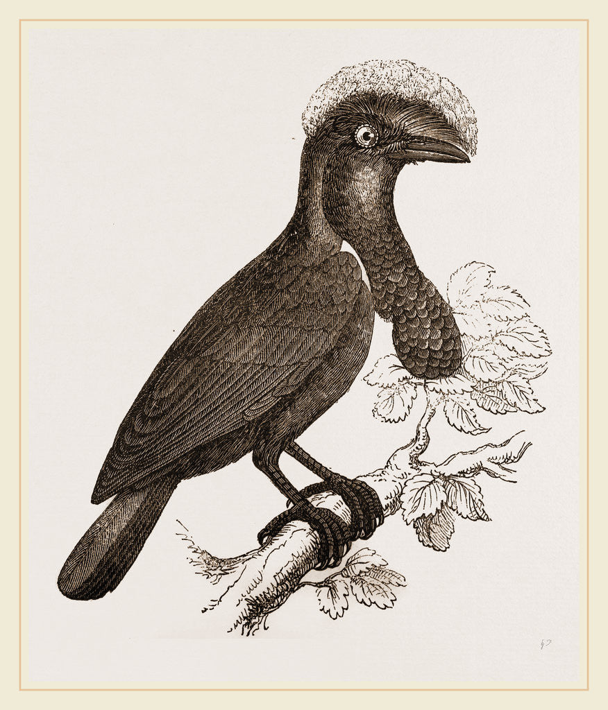 Detail of Umbrella-Bird by Anonymous