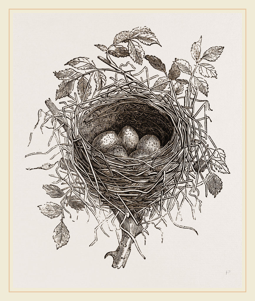 Detail of Nest of Butcher-bird by Anonymous