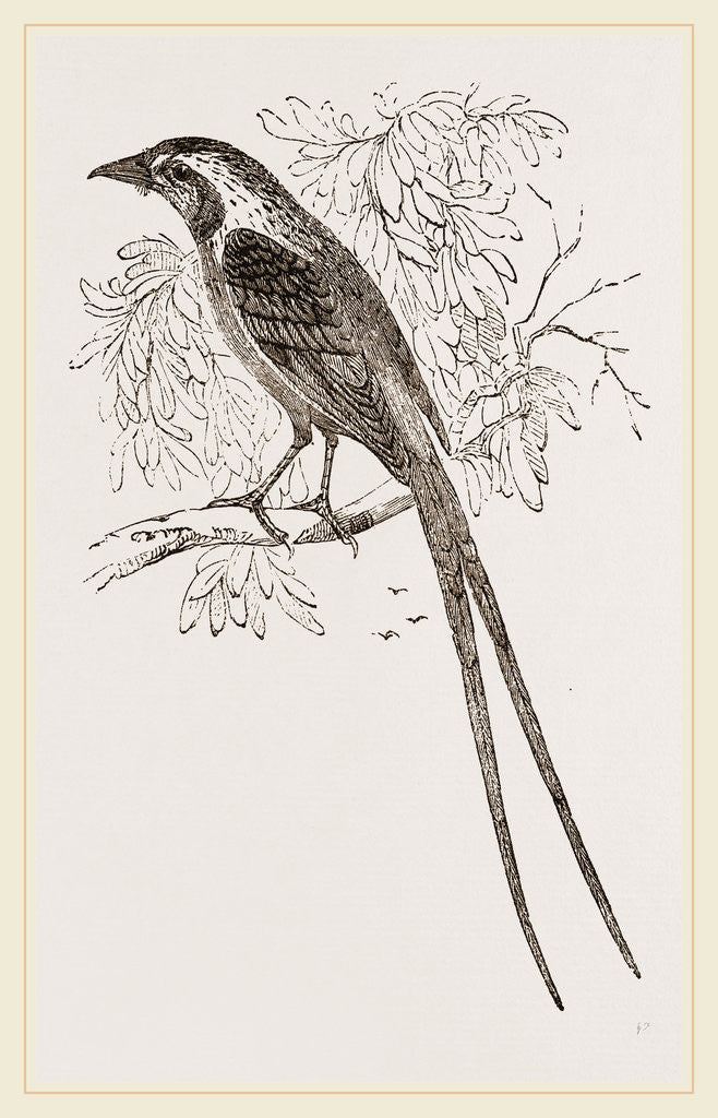 Detail of Cunningham's Bush-Shrike by Anonymous