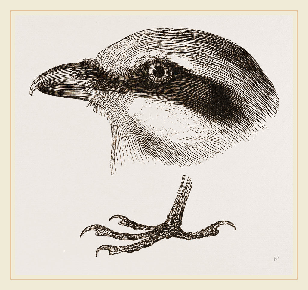Detail of Head and Foot of Butcher-bird by Anonymous