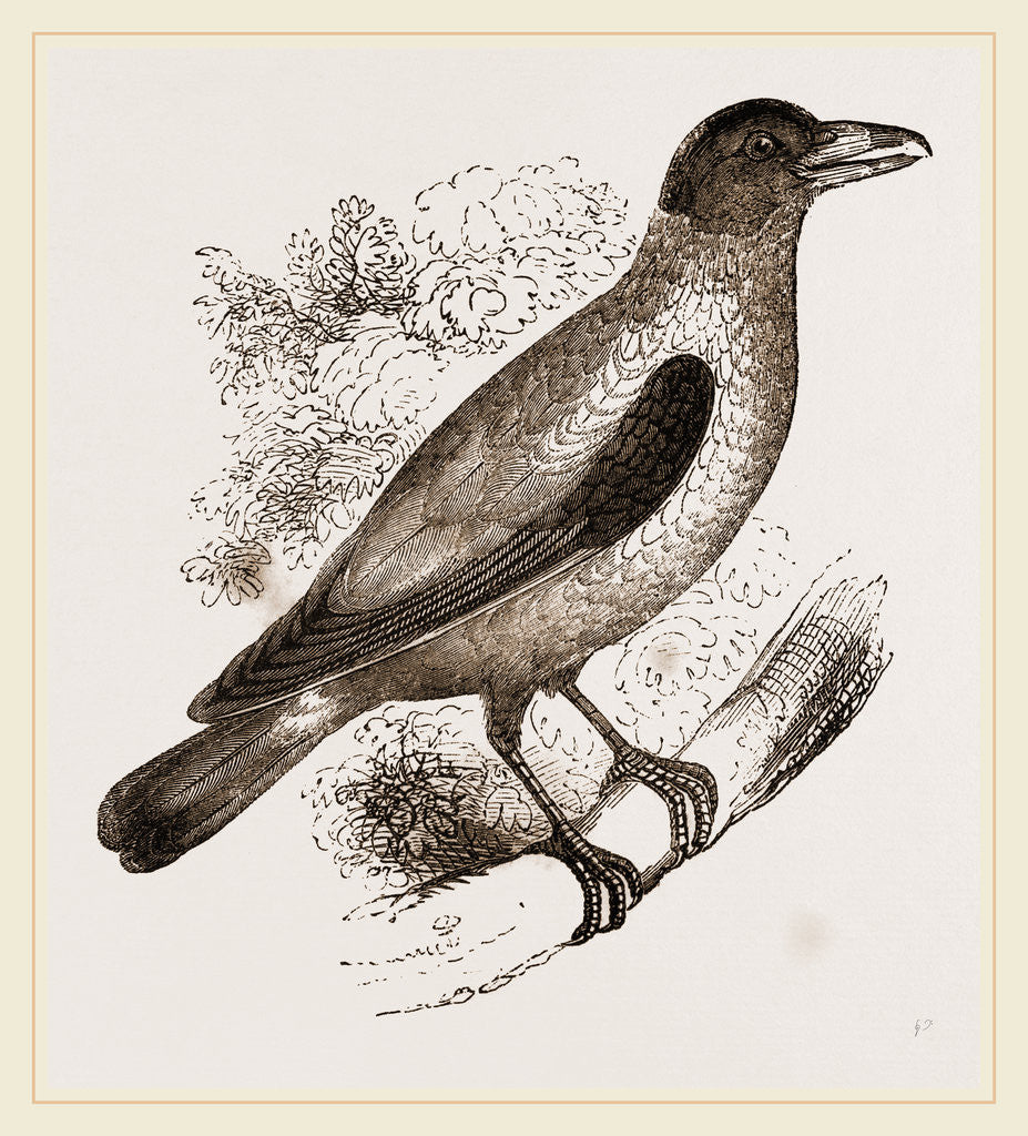 Detail of Cayenne Shrike by Anonymous