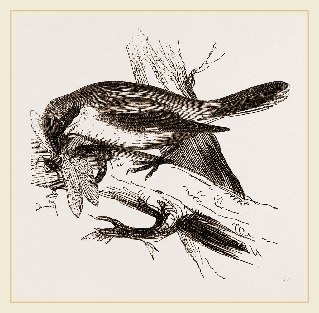 Detail of Butcher-bird by Anonymous