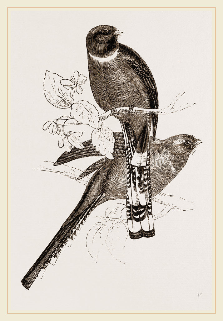 Detail of Mexican Trogons by Anonymous