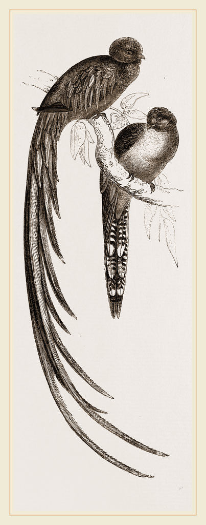 Detail of Resplendent Trogons by Anonymous