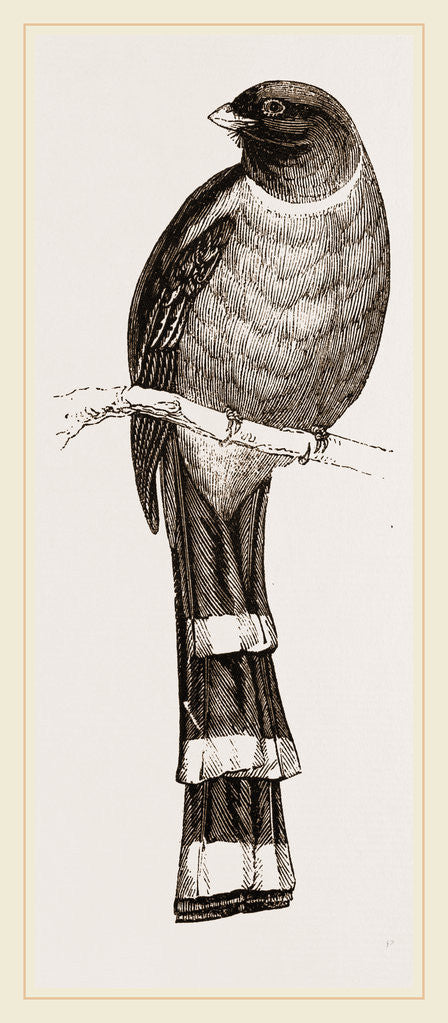 Detail of Mexican Trogon by Anonymous
