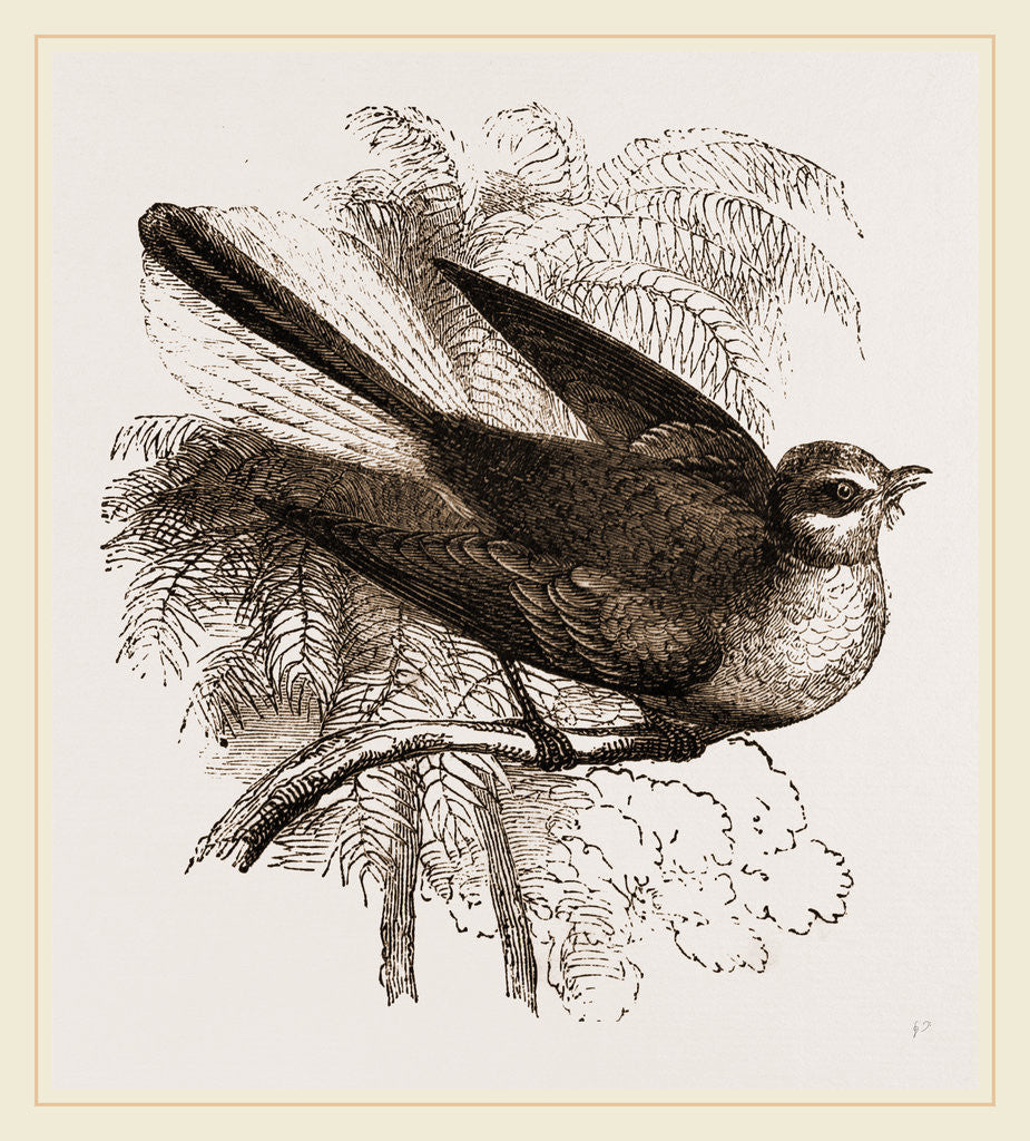 Detail of Fan-tailed Flycatcher by Anonymous