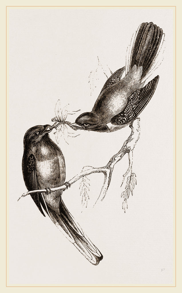 Detail of Narina Trogons by Anonymous