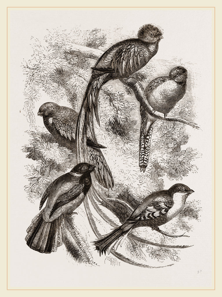 Detail of Group of Trogons by Anonymous