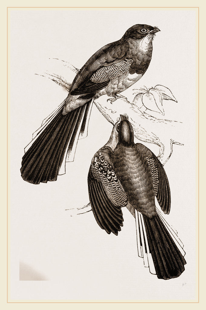 Detail of Reinwardt's Trogon by Anonymous