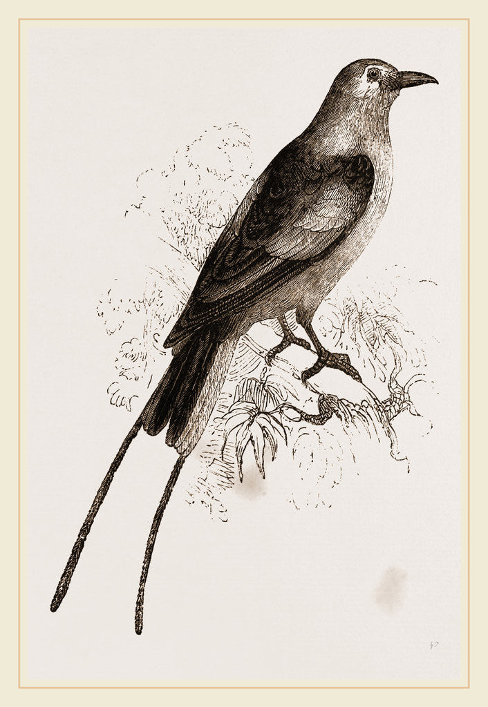 Detail of Abyssnian Roller by Anonymous