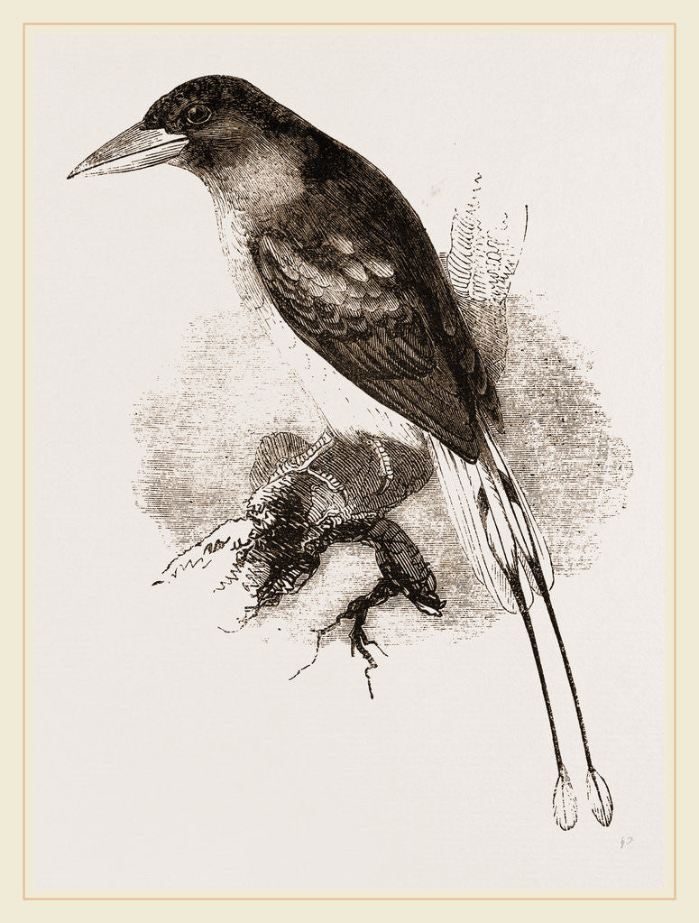 Detail of Ternate Kingfisher by Anonymous