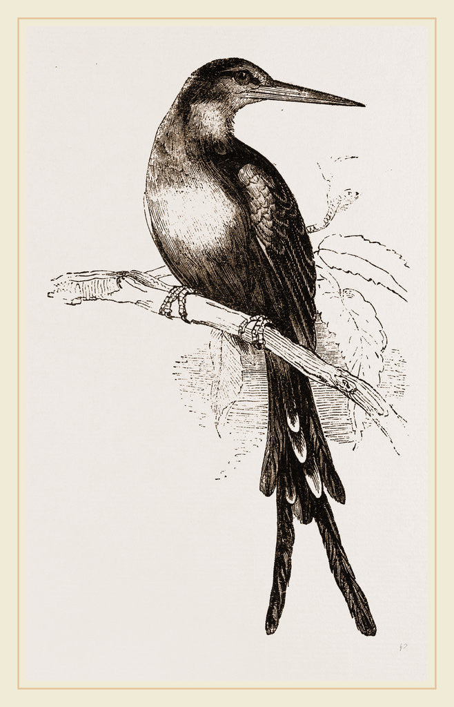 Detail of Paradise Jacamar by Anonymous