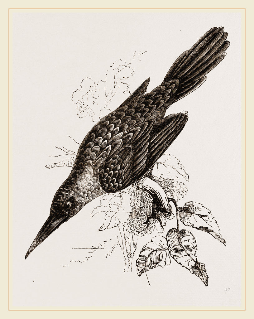 Detail of Broad-billed Lamprotiia by Anonymous