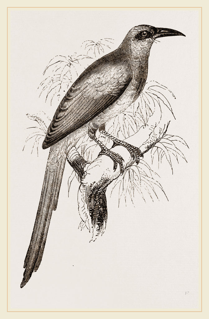 Detail of Nexican Motmot by Anonymous