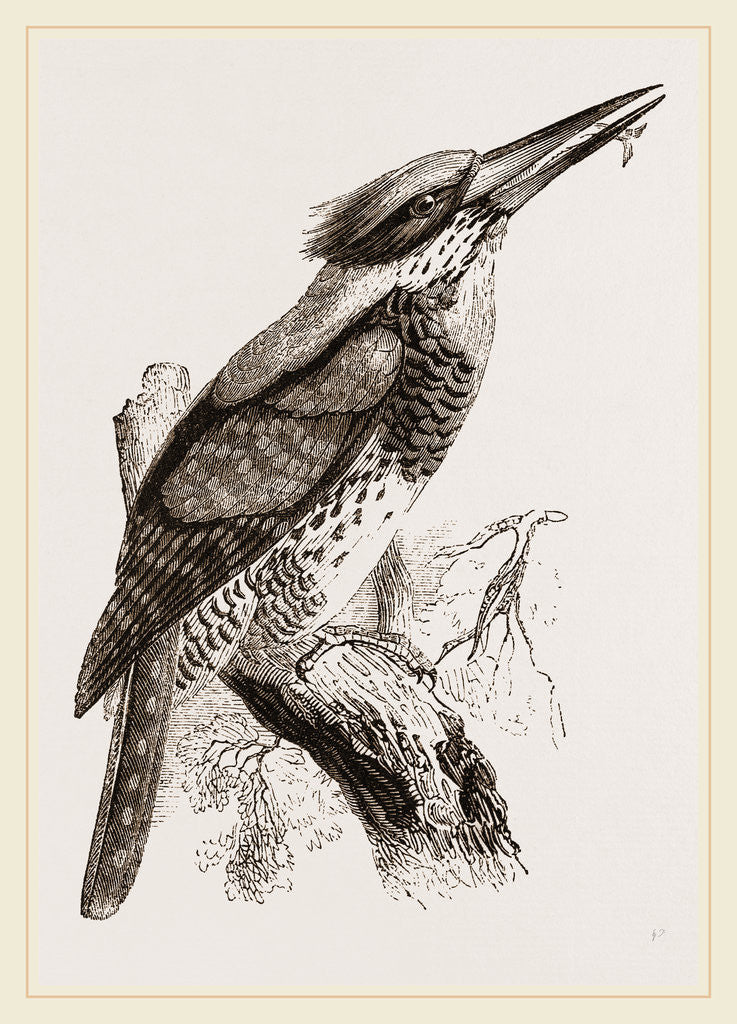 Detail of Great Senegal Kingfisher by Anonymous