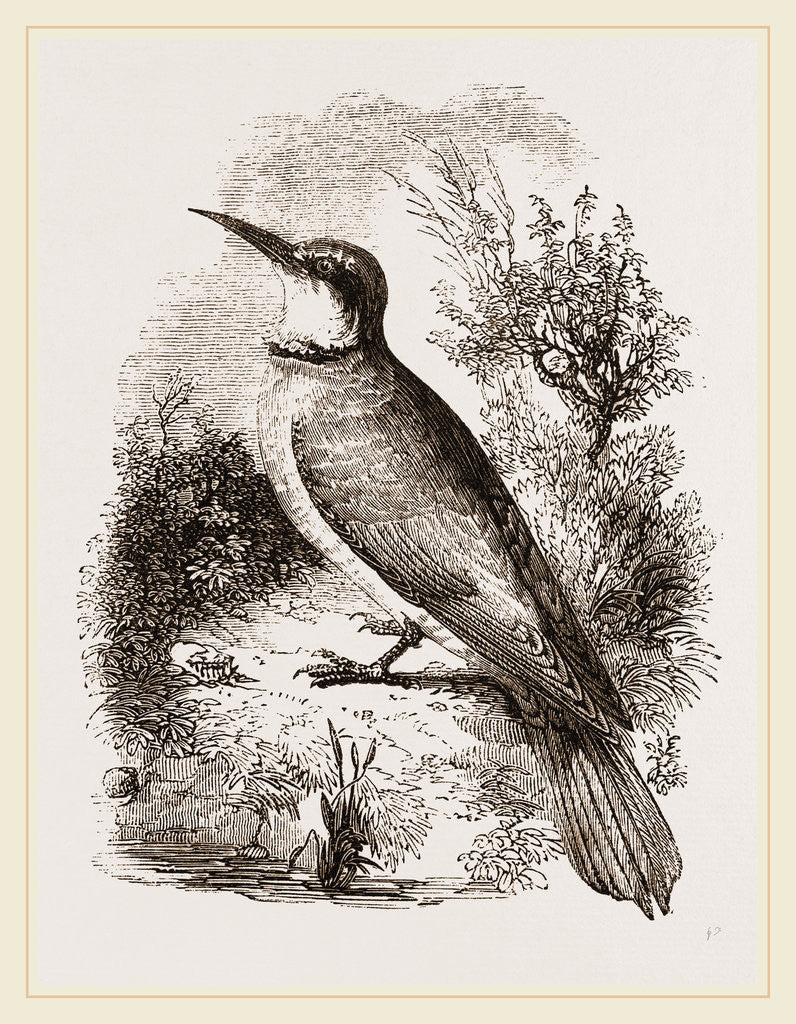 Detail of Bee-eater by Anonymous