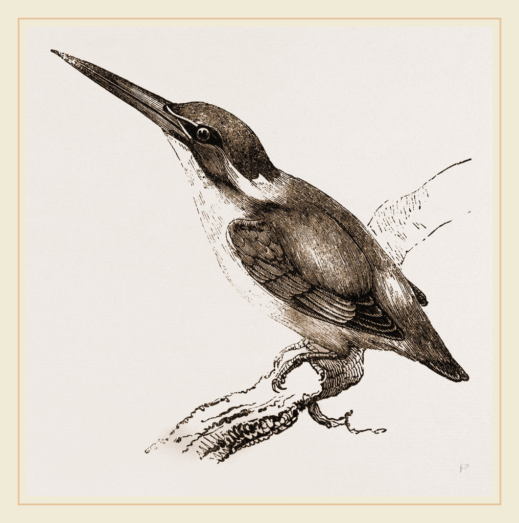 Detail of New Holland Kingfisher by Anonymous