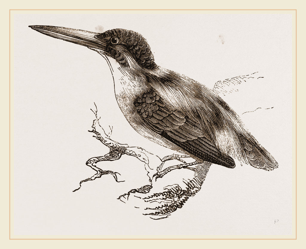 Detail of Common Kingfisher by Anonymous