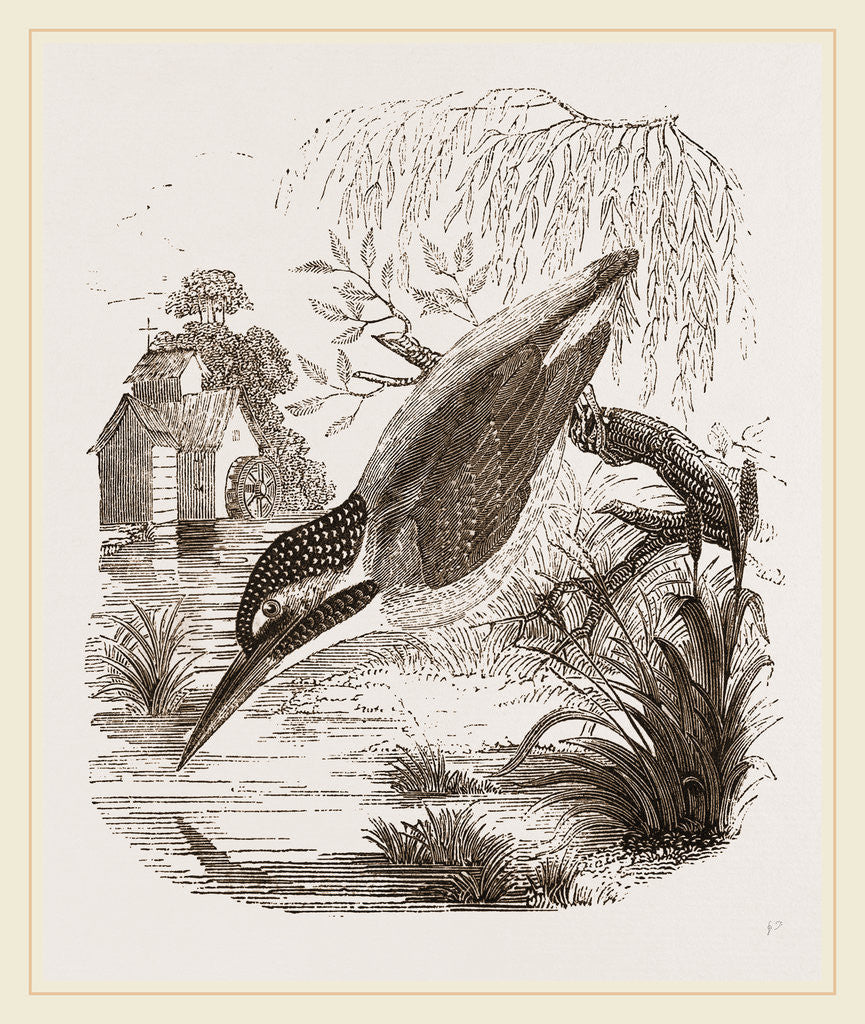 Detail of Common Kingfisher by Anonymous