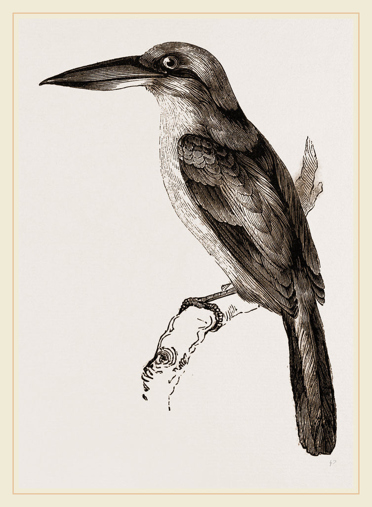 Detail of Cinnamon Crab-eater by Anonymous