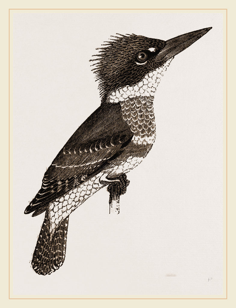 Detail of Kingfisher by Anonymous