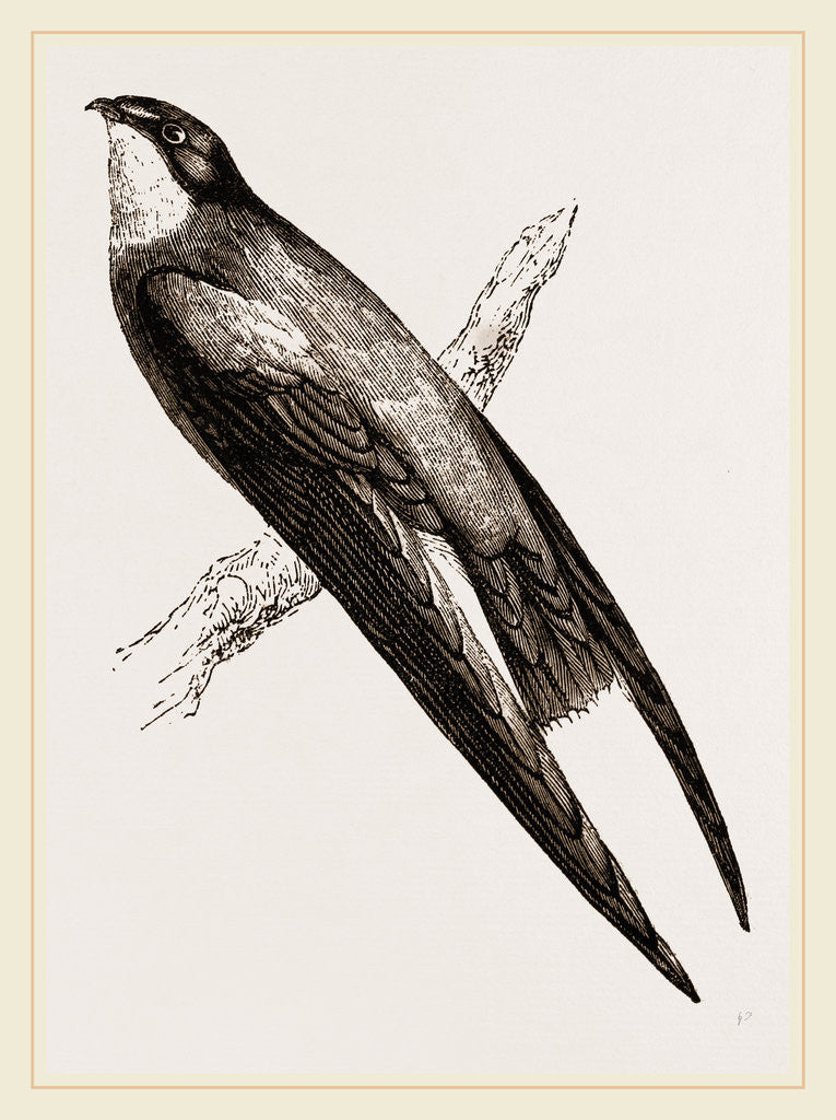 Detail of Long-winged Swift by Anonymous