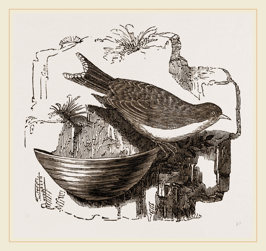 Detail of Esculent Swallow and Nest by Anonymous
