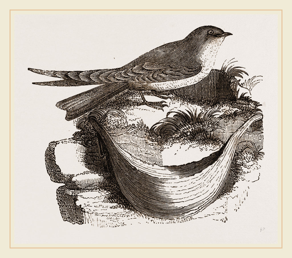 Detail of Esculent Swallow and Nest by Anonymous