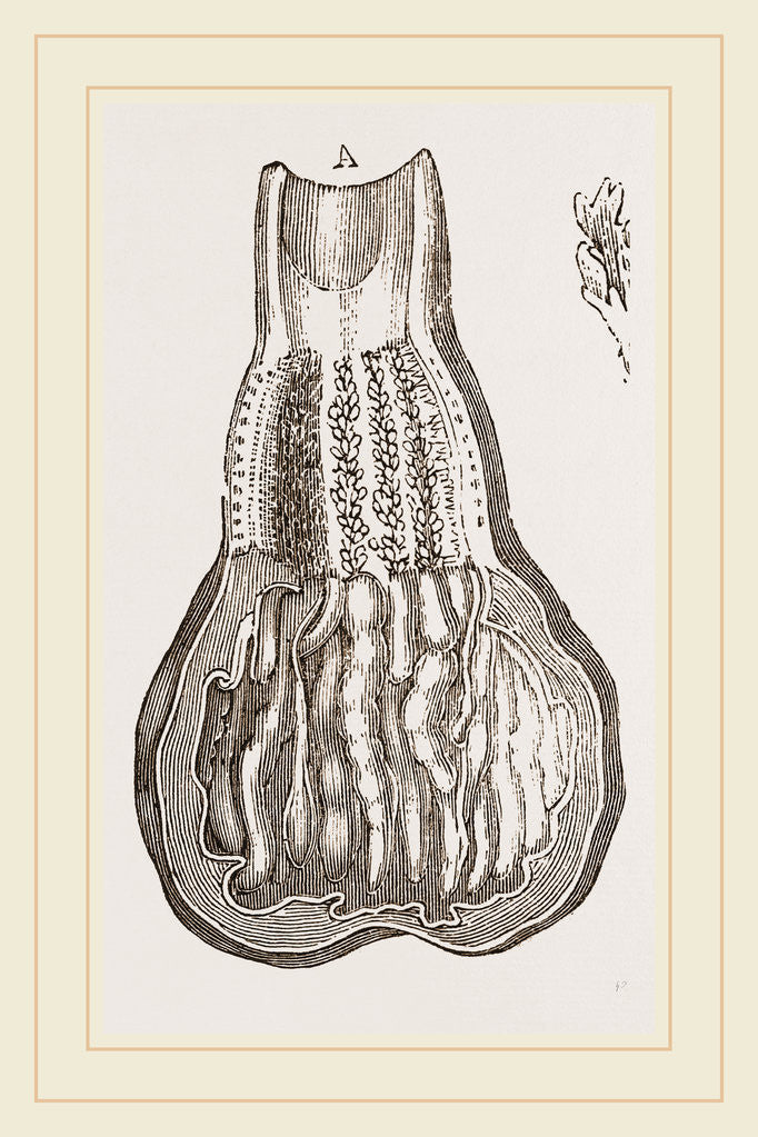 Detail of Glands of Stomach in Birds by Anonymous