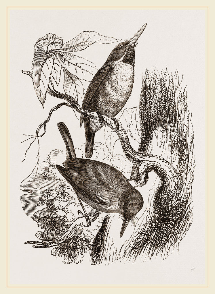 Detail of Green Todies by Anonymous