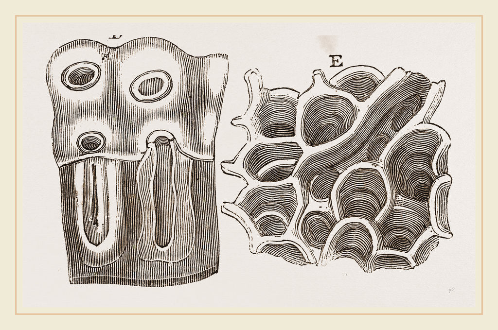 Detail of Glands of Stomach in Birds by Anonymous
