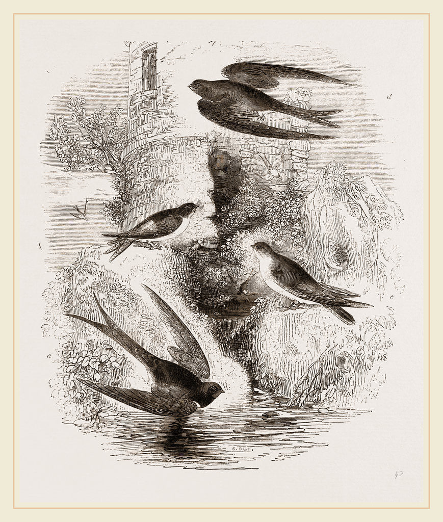 Detail of British Swallows by Anonymous