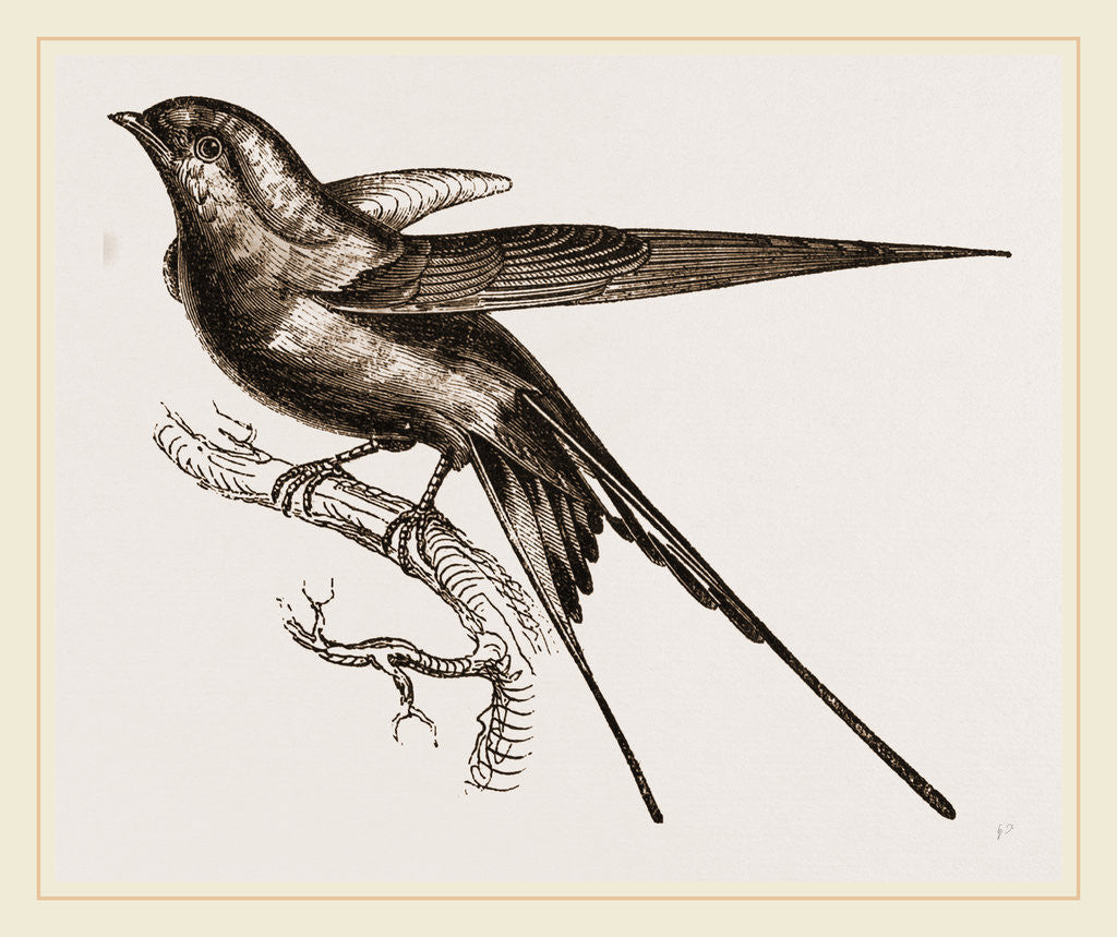 Detail of Swallow of Palestine by Anonymous