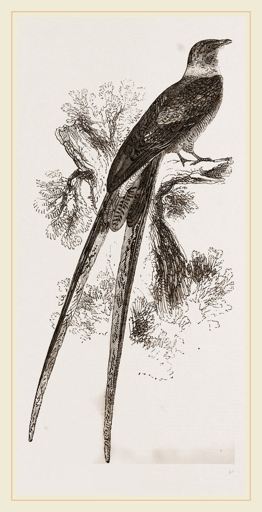 Detail of Fort tailed Groatsucker by Anonymous
