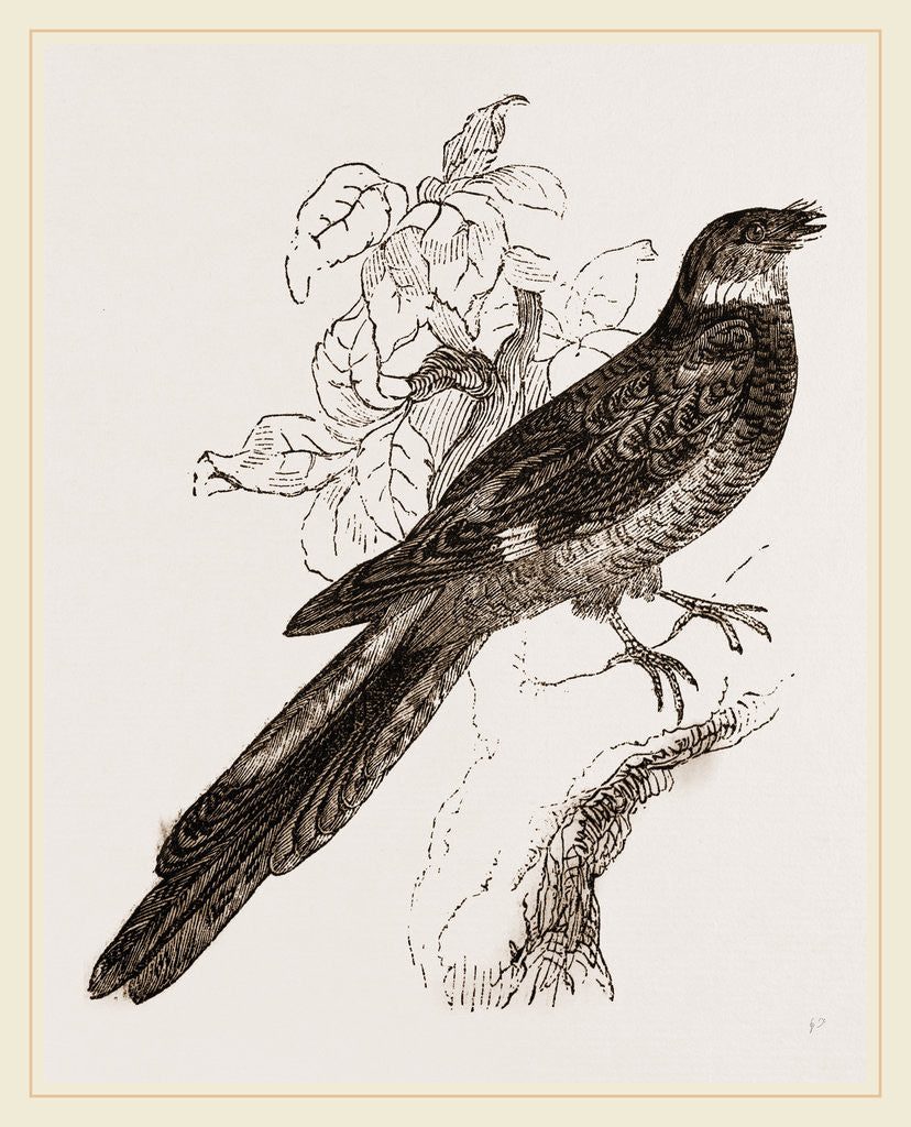 Detail of cAtrittan Longtaiied Nightjtr by Anonymous
