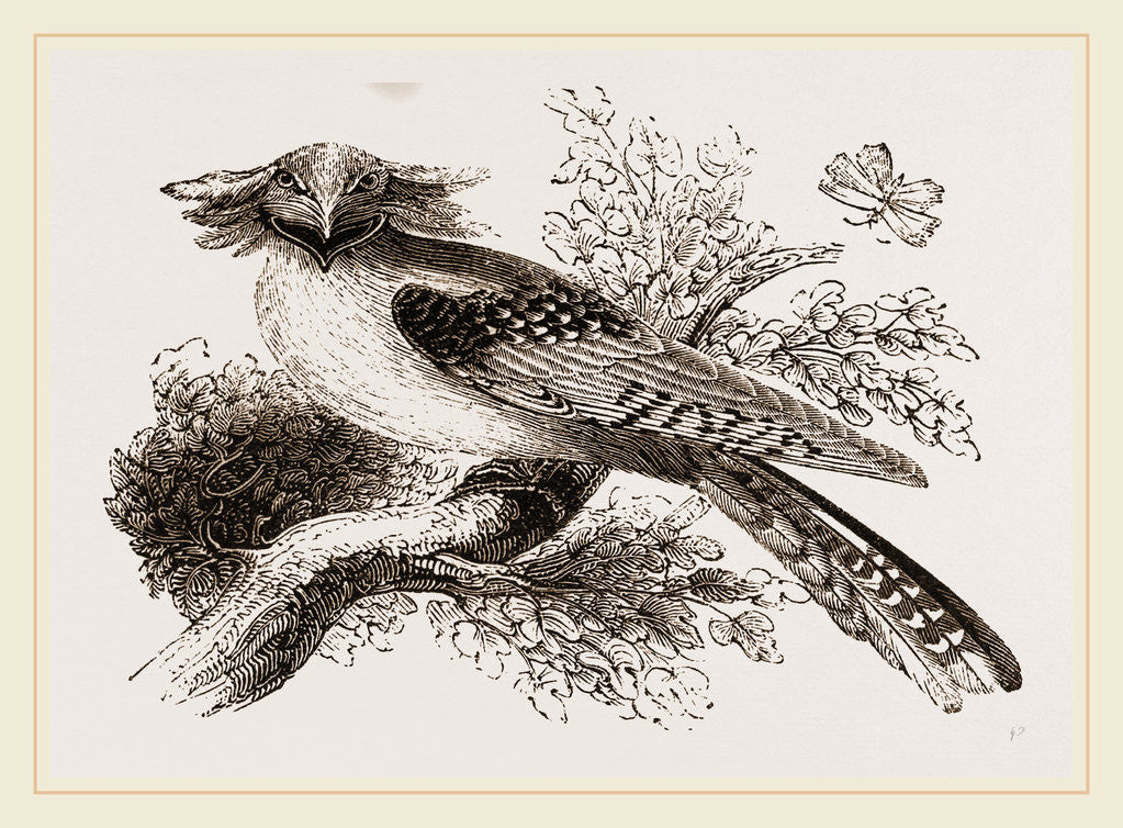 Detail of Long-eared Podargus by Anonymous