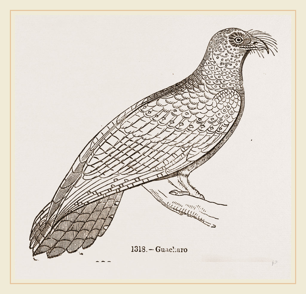 Detail of Guacharo by Anonymous