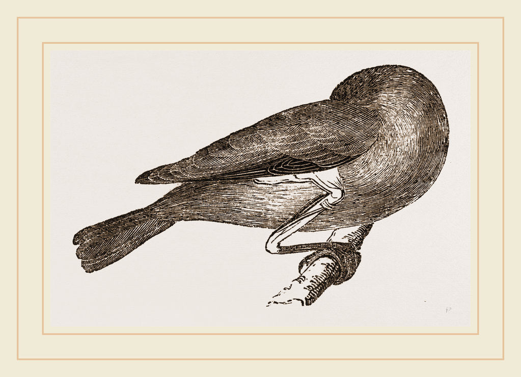 Detail of Bird asleep by Anonymous