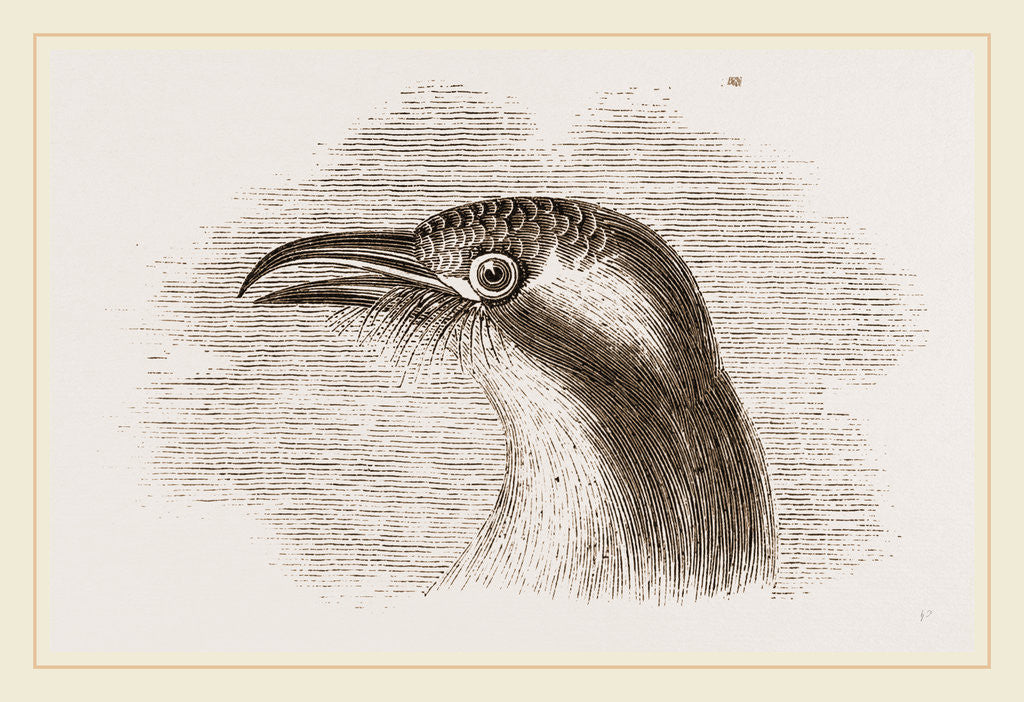 Detail of Head of Roller showing the Vibrissae by Anonymous