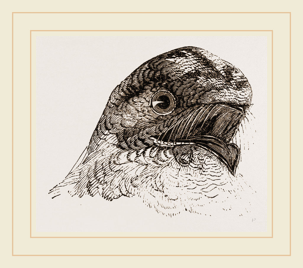 Detail of Head of Night jar by Anonymous