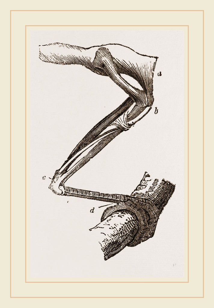 Detail of Leg of Bird perched by Anonymous