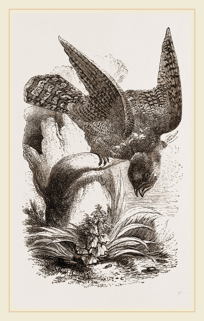 Detail of Great Ibijau by Anonymous