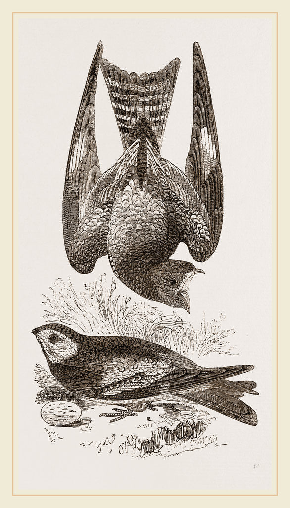 Detail of Night-Hawks by Anonymous