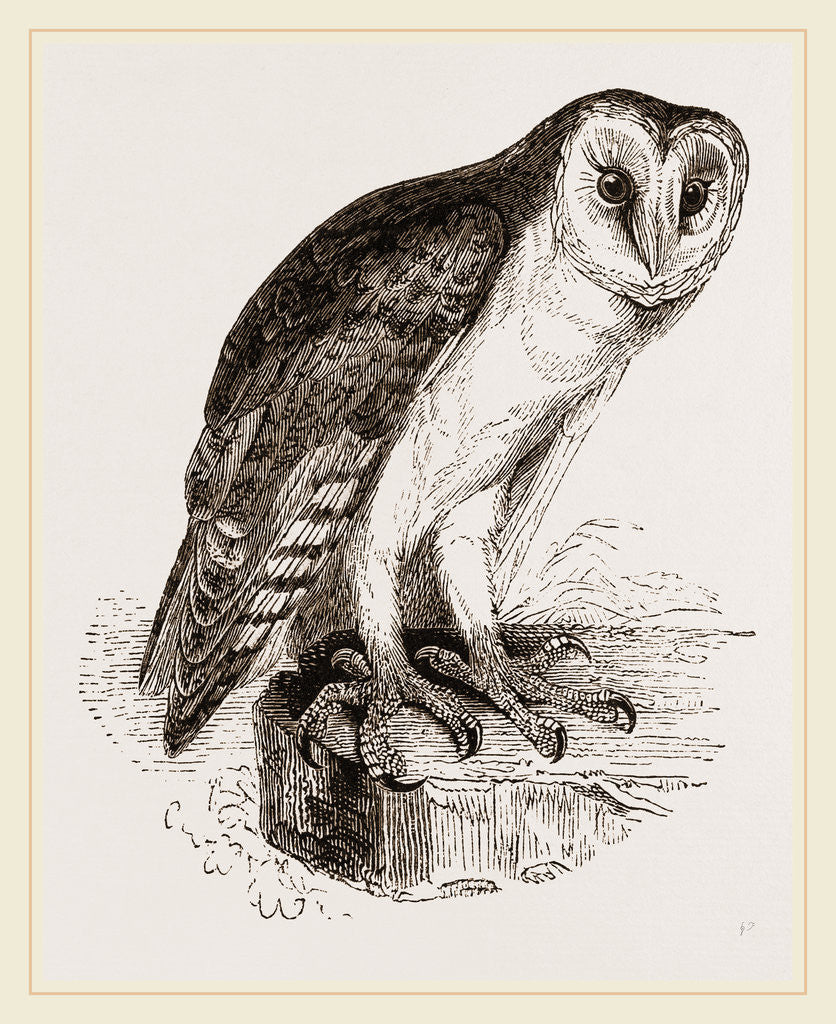 Detail of Barn-Owl by Anonymous