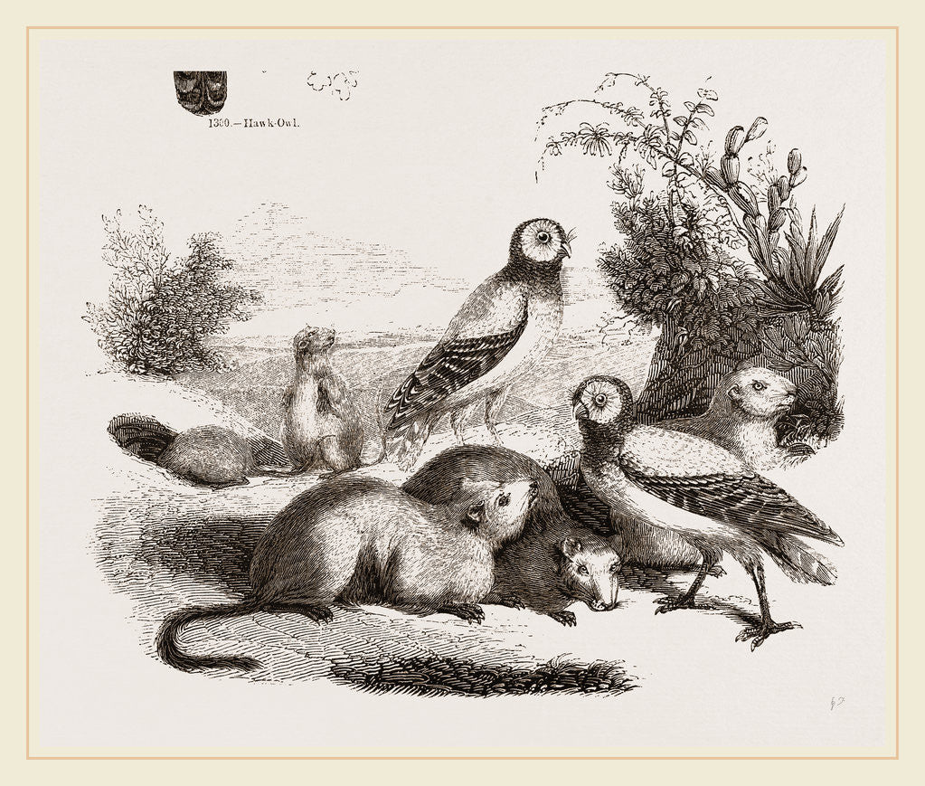 Detail of Burrowing Owls and Prairie-Dogs by Anonymous