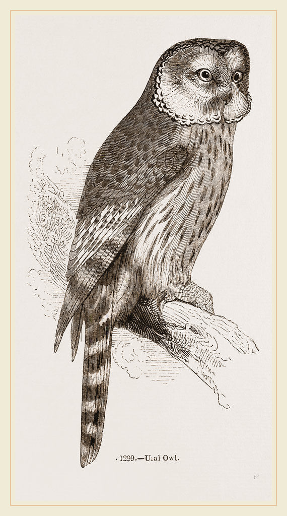 Detail of Ural Owl by Anonymous