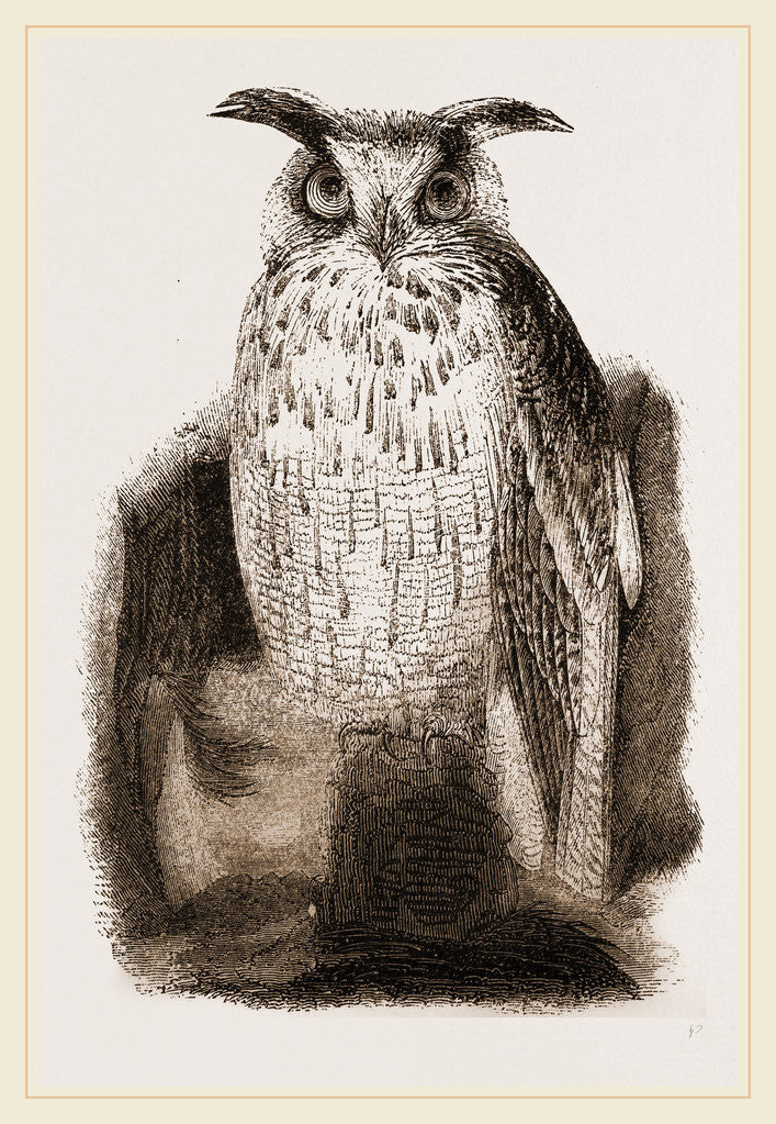 Detail of Great Owl by Anonymous