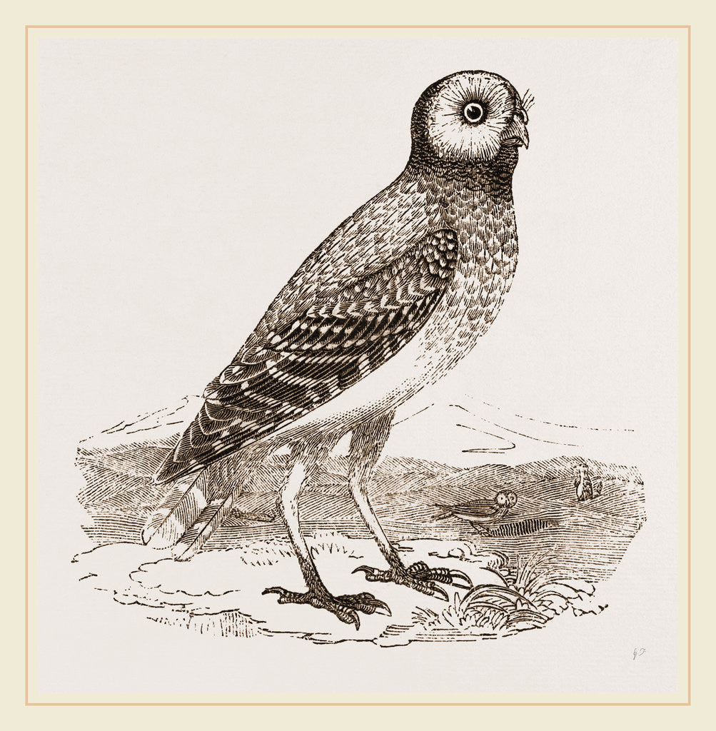 Detail of Burrowing Owl by Anonymous