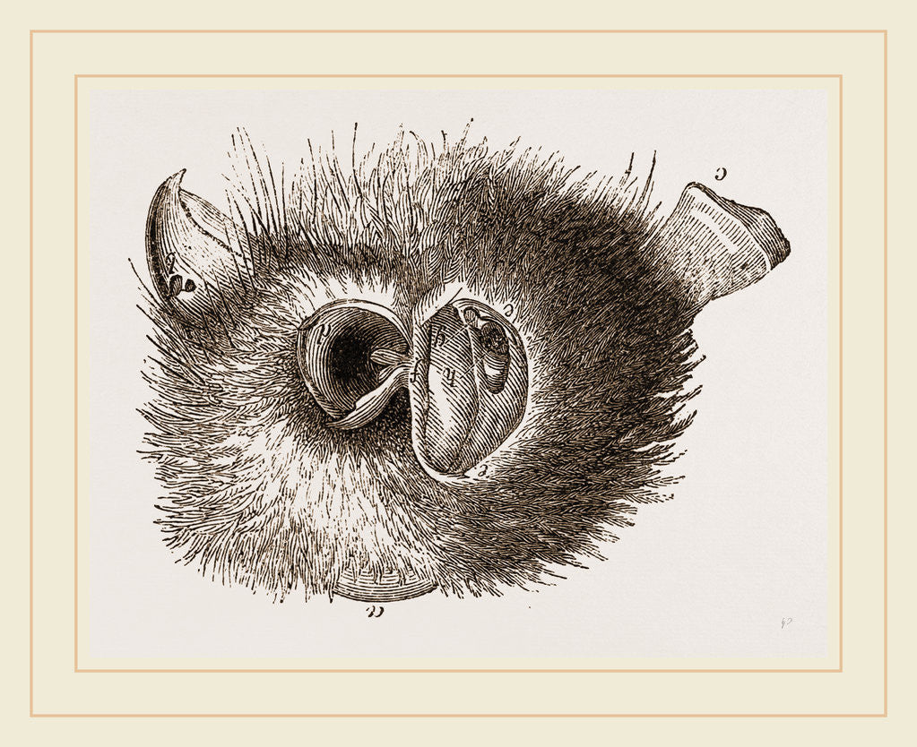 Detail of Barn Owl by Anonymous