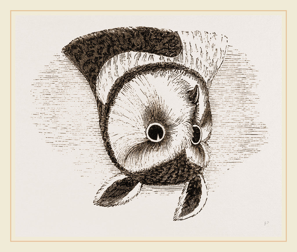 Detail of Horned Owl by Anonymous